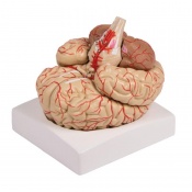 9-Part Brain Model with Arteries